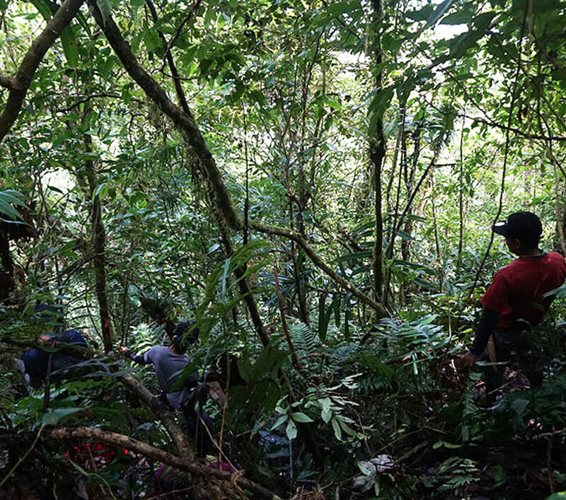 mindoro forest and biodiversity