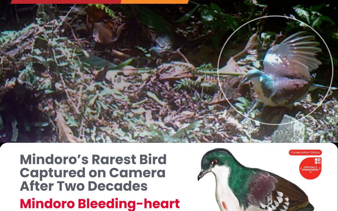 Mindoro’s Rarest Bird Captured on Camera After Two Decades